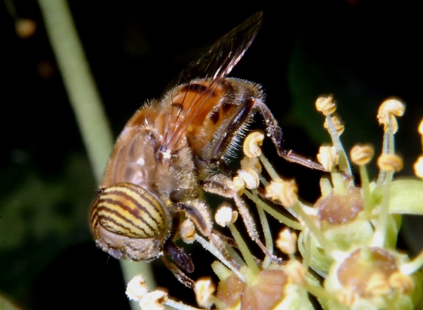Insetti in volo libero e bombo rosso
